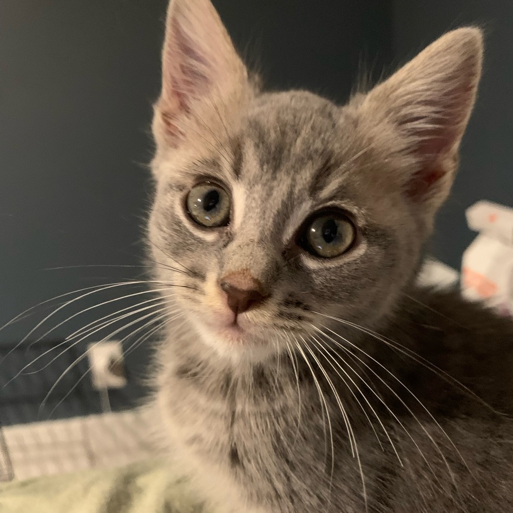 Meet your Posher, Carson